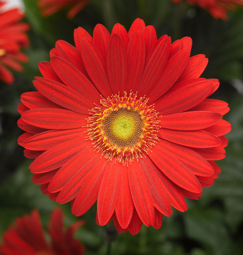 gerbera-jamesonii-jaguar-red-african-daisy-barberton-daisy-gerber-daisy-transvaal-daisy-gerbera-daisy