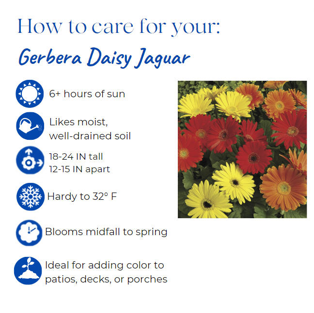 gerbera-jamesonii-jaguar-red-african-daisy-barberton-daisy-gerber-daisy-transvaal-daisy-gerbera-daisy