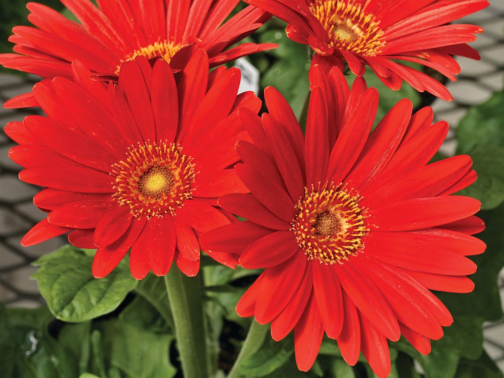 gerbera-jamesonii-jaguar-red-african-daisy-barberton-daisy-gerber-daisy-transvaal-daisy-gerbera-daisy