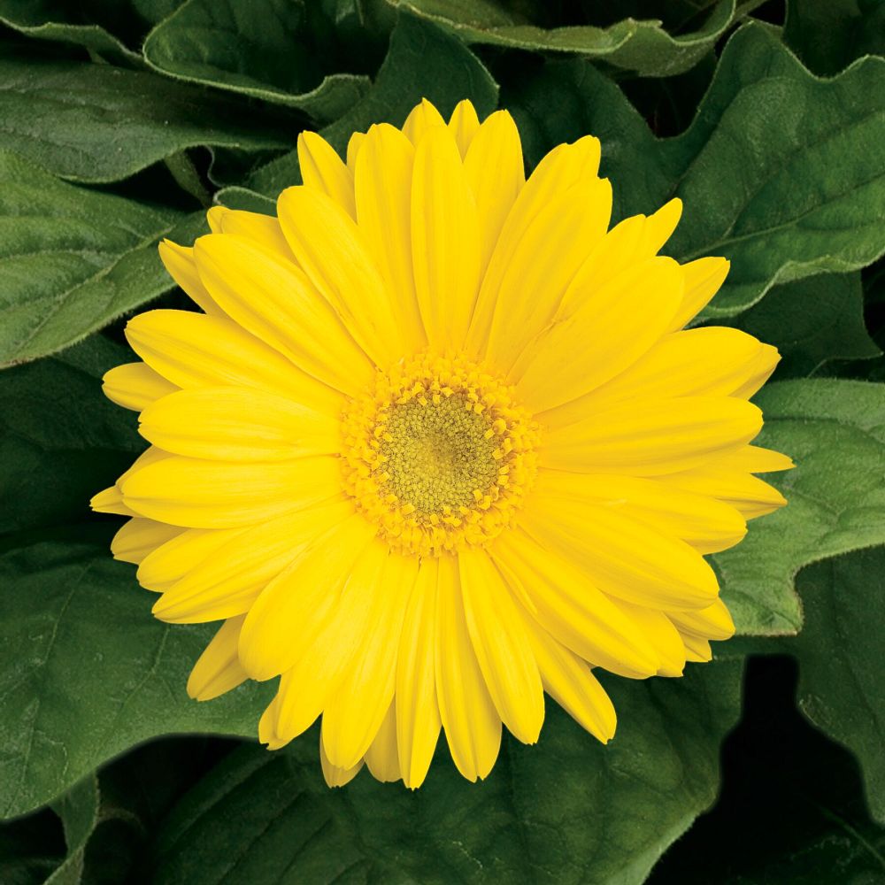 gerbera-jamesonii-jaguar-yellow-african-daisy-barberton-daisy-gerber-daisy-transvaal-daisy-gerbera-daisy