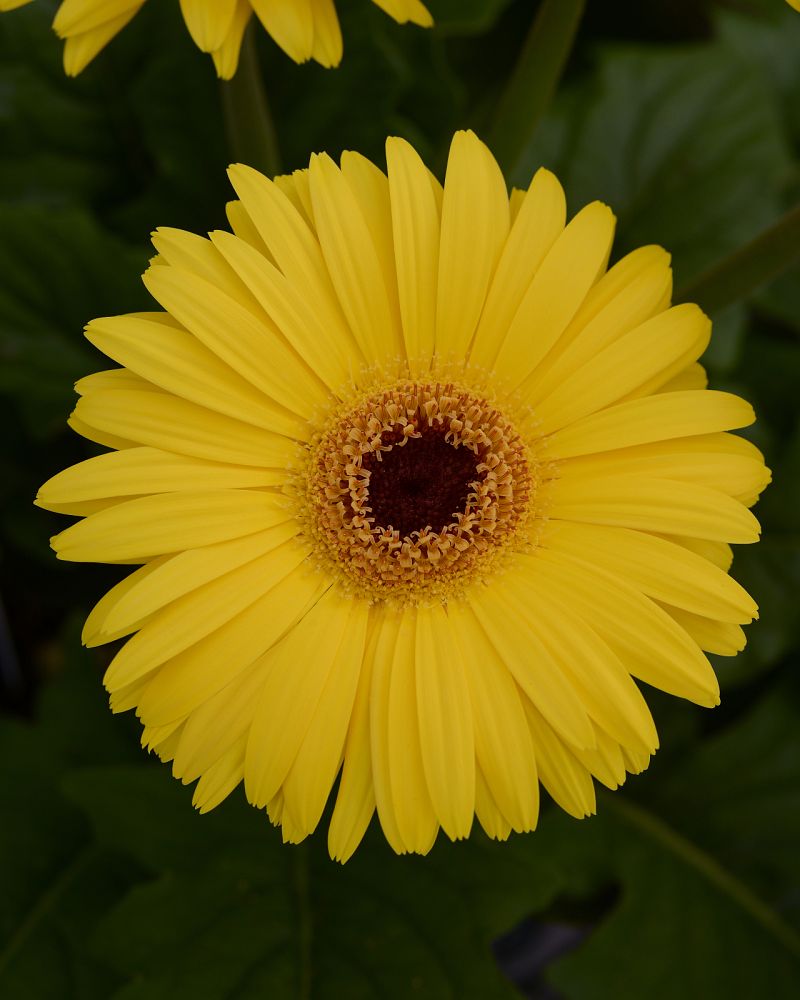 gerbera-jamesonii-jaguar-yellow-dark-eye-african-daisy-barberton-daisy-gerber-daisy-transvaal-daisy-gerbera-daisy