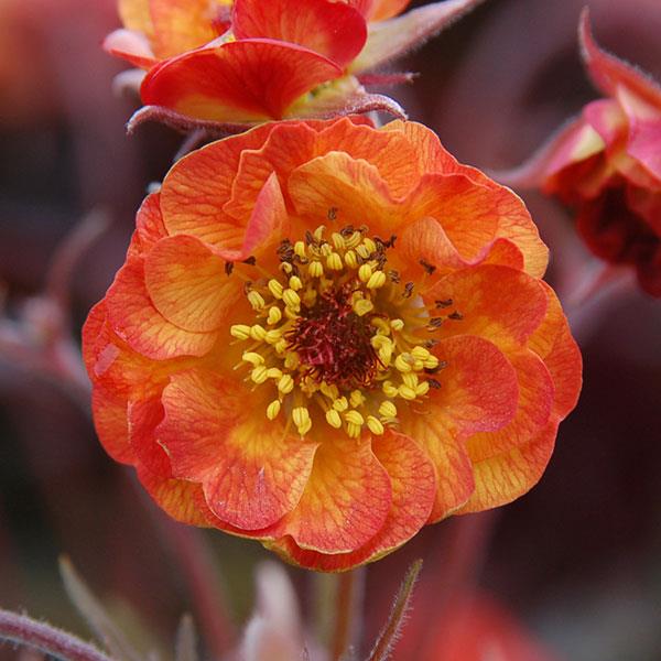 geum-alabama-slammer-avens