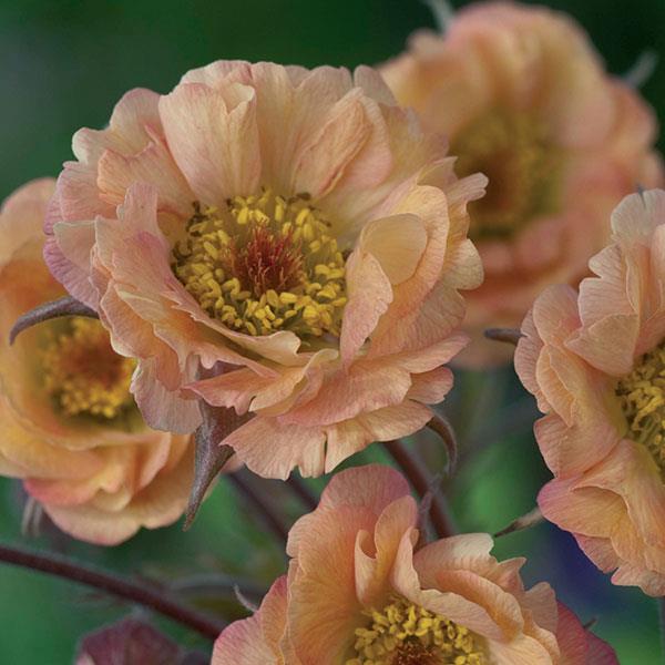 geum-mai-tai-avens