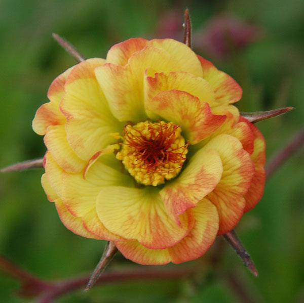 geum-tequila-sunrise-avens