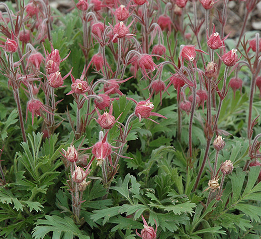 geum-triflorum-prairie-smoke