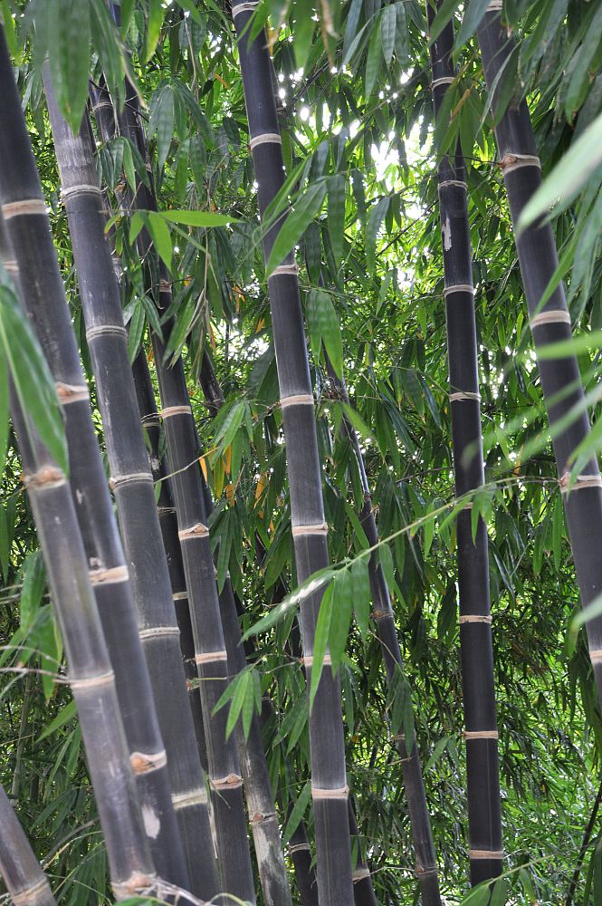 Tropical Bamboo Nursery & Gardens