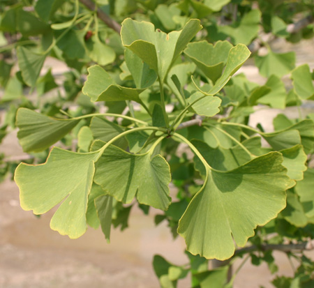 ginkgo-biloba-autumn-gold-maidenhair-tree-ginkgo-tree