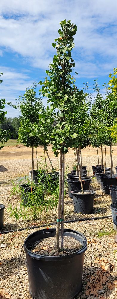 ginkgo-biloba-autumn-gold-maidenhair-tree-ginkgo-tree