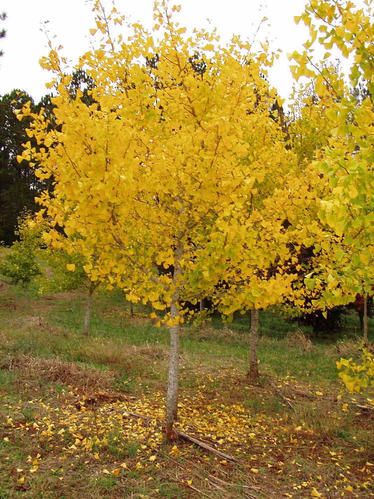 ginkgo-biloba-golden-globe-maidenhair-tree-ginkgo-tree