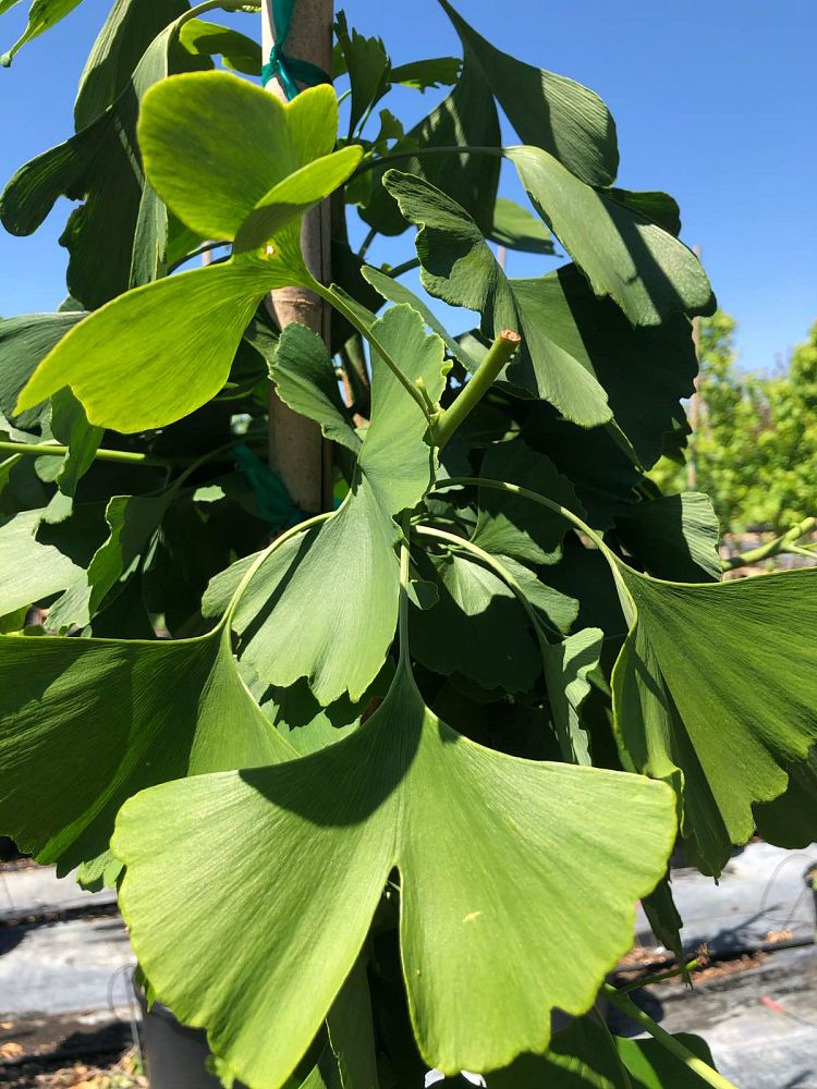 ginkgo-biloba-golden-globe-maidenhair-tree-ginkgo-tree