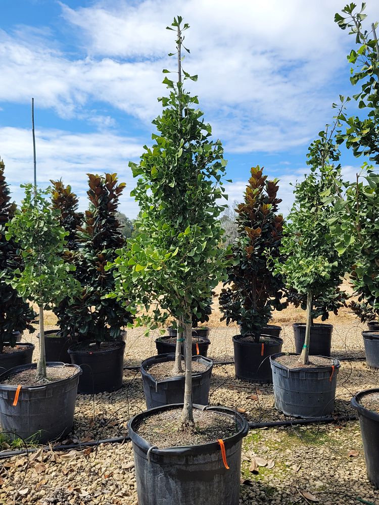 ginkgo-biloba-golden-globe-maidenhair-tree-ginkgo-tree