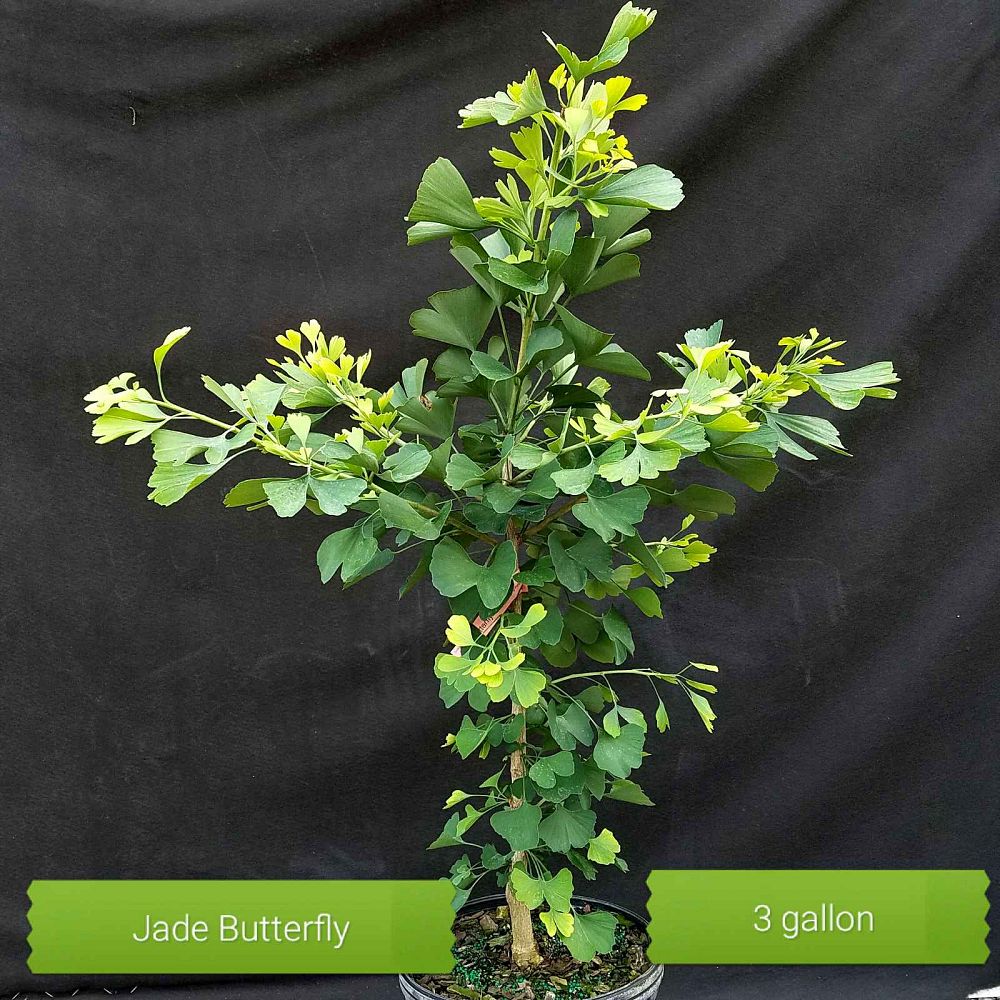 ginkgo-biloba-jade-butterfly-maidenhair-tree-ginkgo-tree