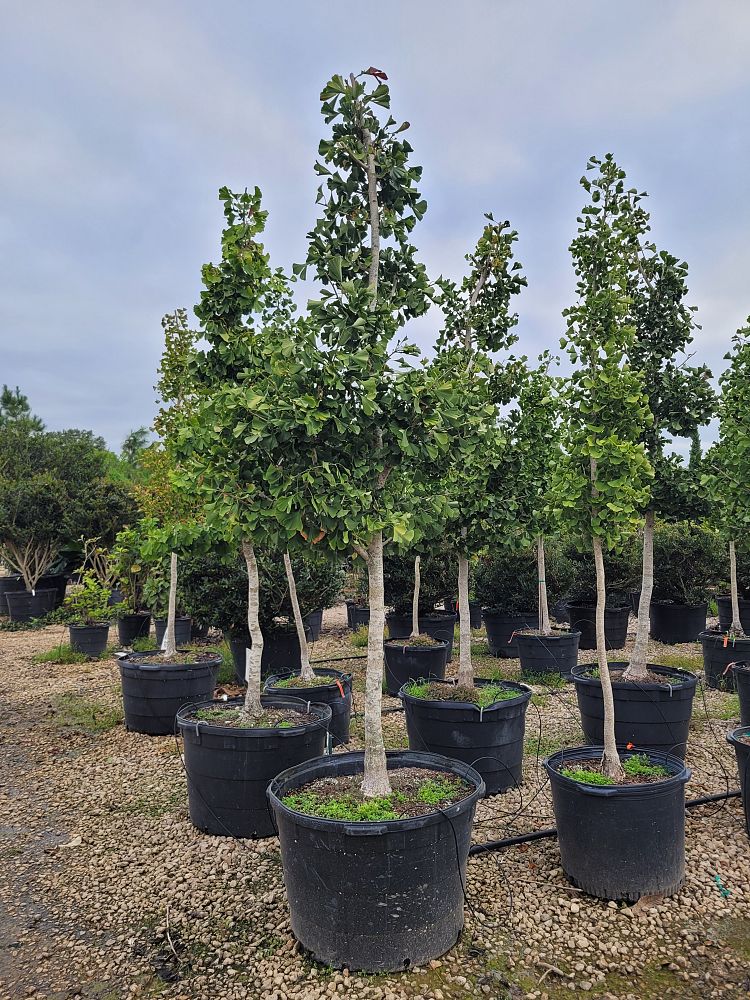 ginkgo-biloba-magyar-maidenhair-tree-ginkgo-tree