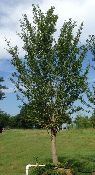 ginkgo-biloba-maidenhair-tree-ginkgo-tree