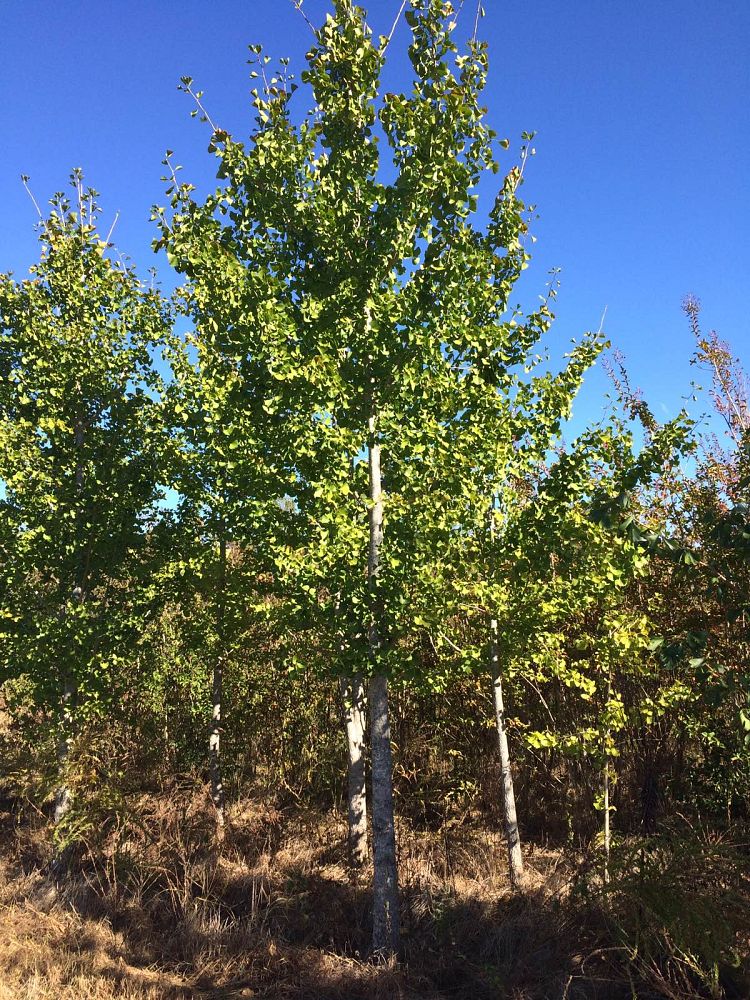ginkgo-biloba-maidenhair-tree-ginkgo-tree