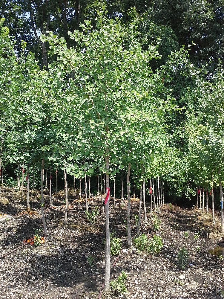 ginkgo-biloba-maidenhair-tree-ginkgo-tree