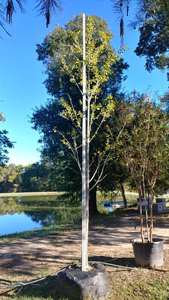 ginkgo-biloba-maidenhair-tree-ginkgo-tree