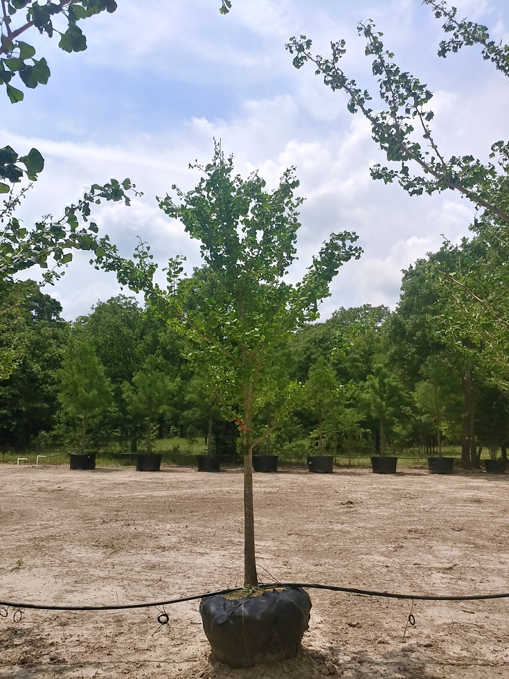 ginkgo-biloba-maidenhair-tree-ginkgo-tree