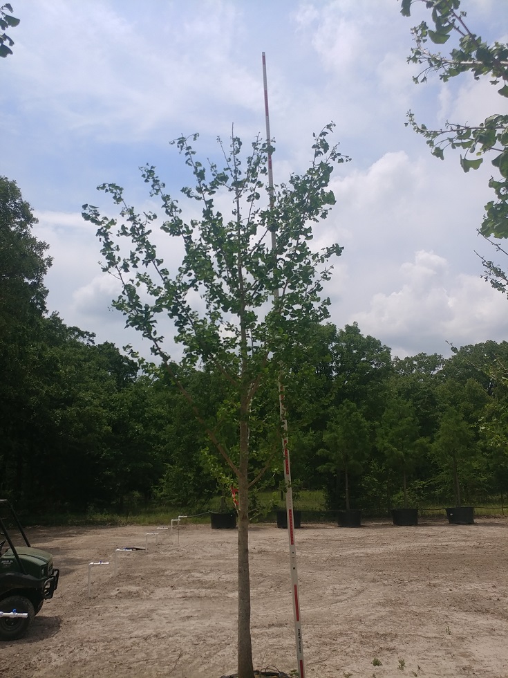 ginkgo-biloba-maidenhair-tree-ginkgo-tree