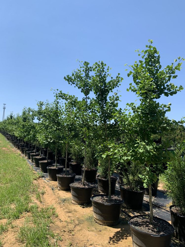 ginkgo-biloba-maidenhair-tree-ginkgo-tree