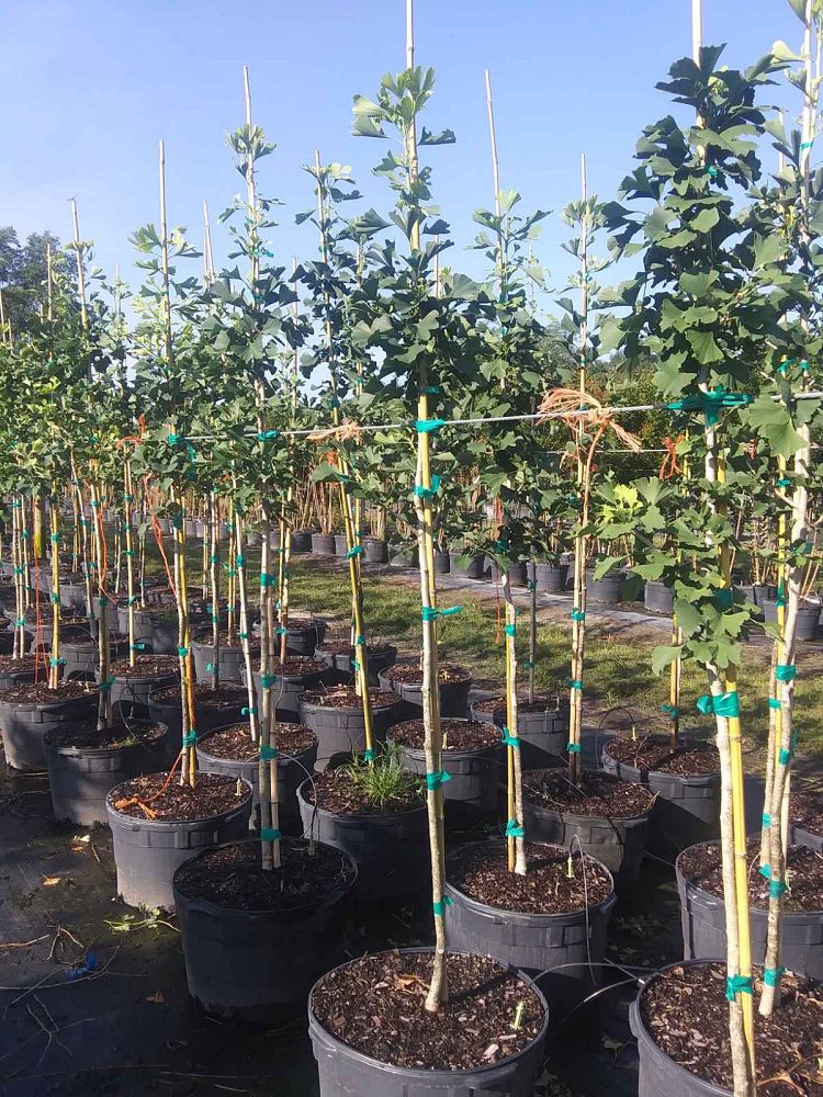 ginkgo-biloba-maidenhair-tree-ginkgo-tree