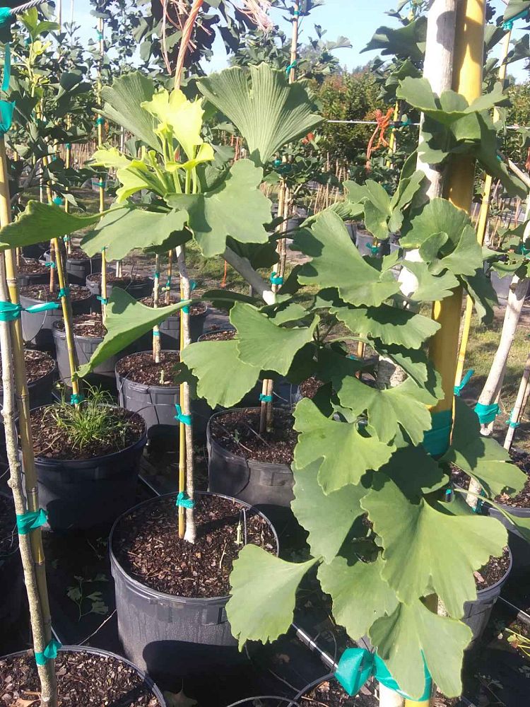 ginkgo-biloba-maidenhair-tree-ginkgo-tree