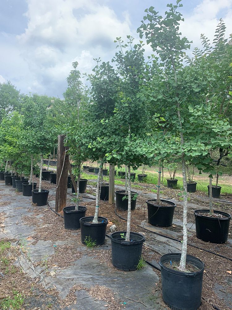 ginkgo-biloba-maidenhair-tree-ginkgo-tree