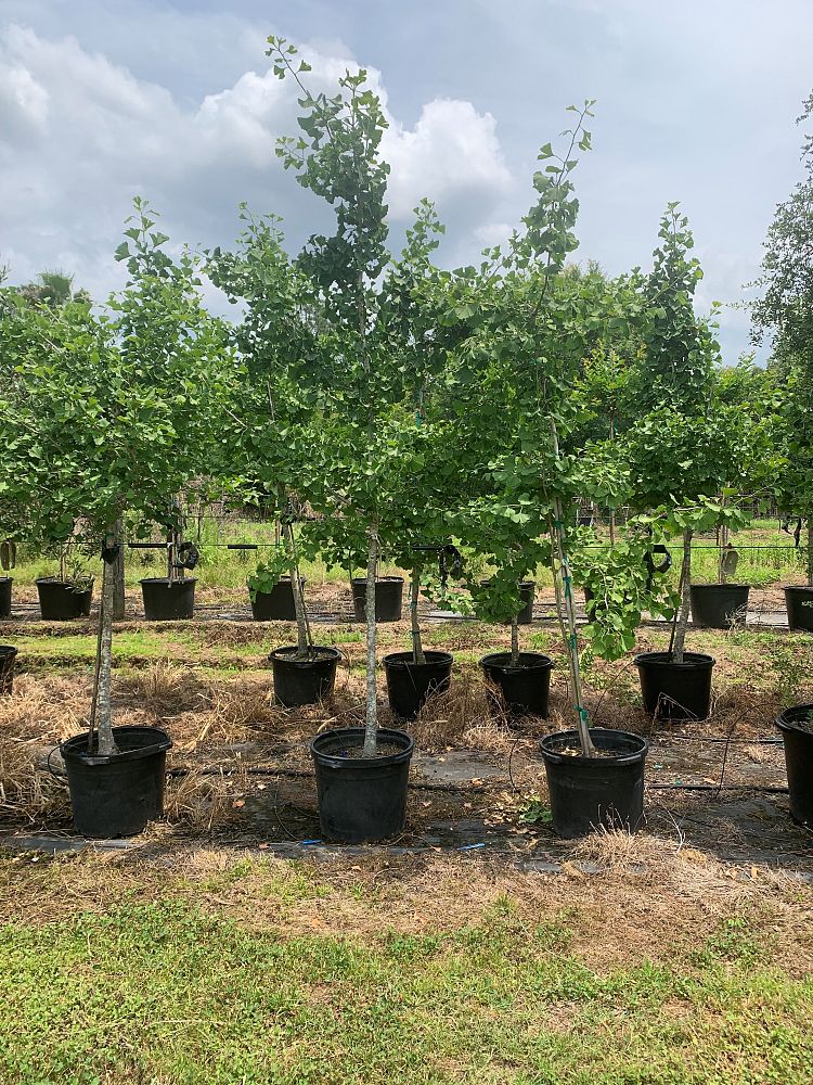 ginkgo-biloba-maidenhair-tree-ginkgo-tree