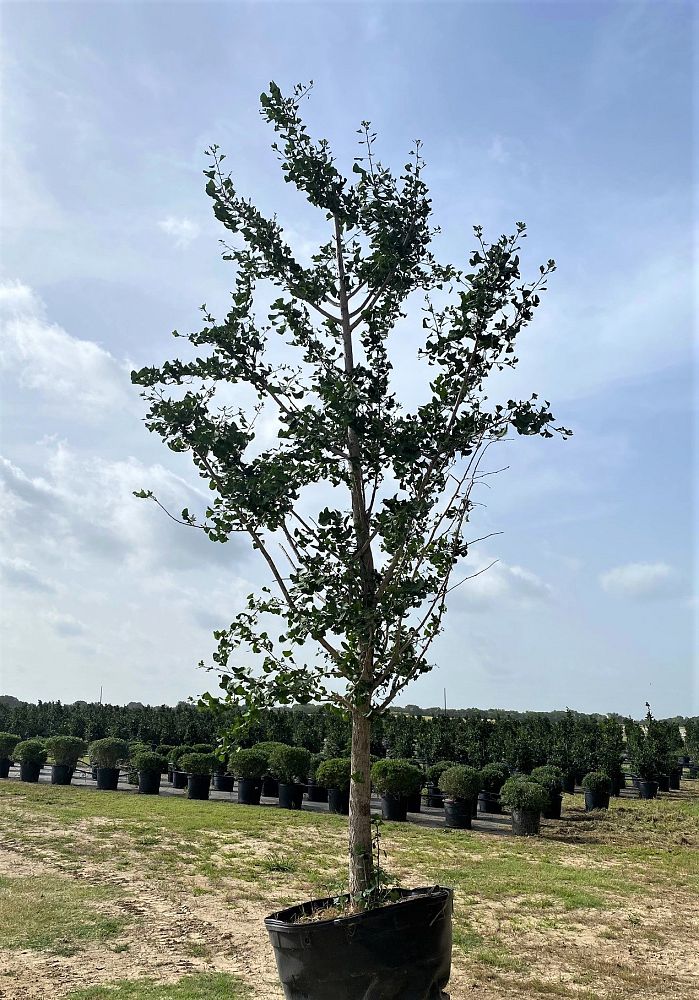 ginkgo-biloba-maidenhair-tree-ginkgo-tree