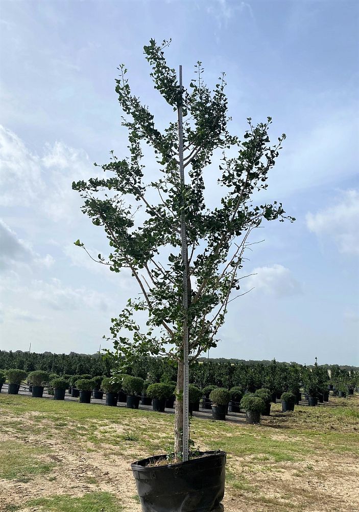 ginkgo-biloba-maidenhair-tree-ginkgo-tree