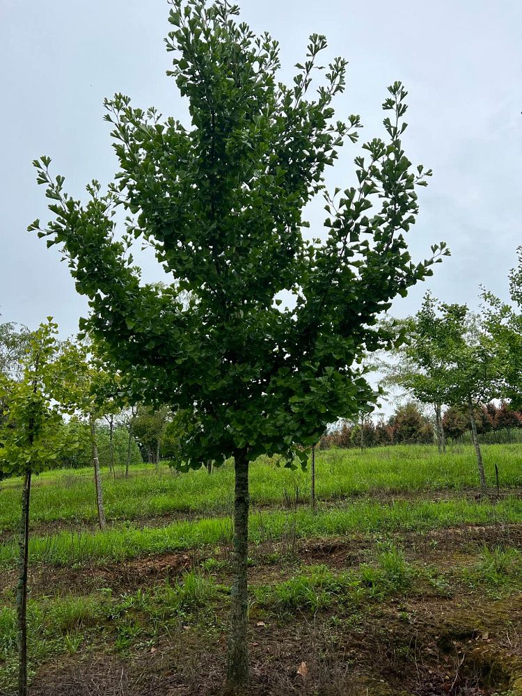 ginkgo-biloba-maidenhair-tree-ginkgo-tree