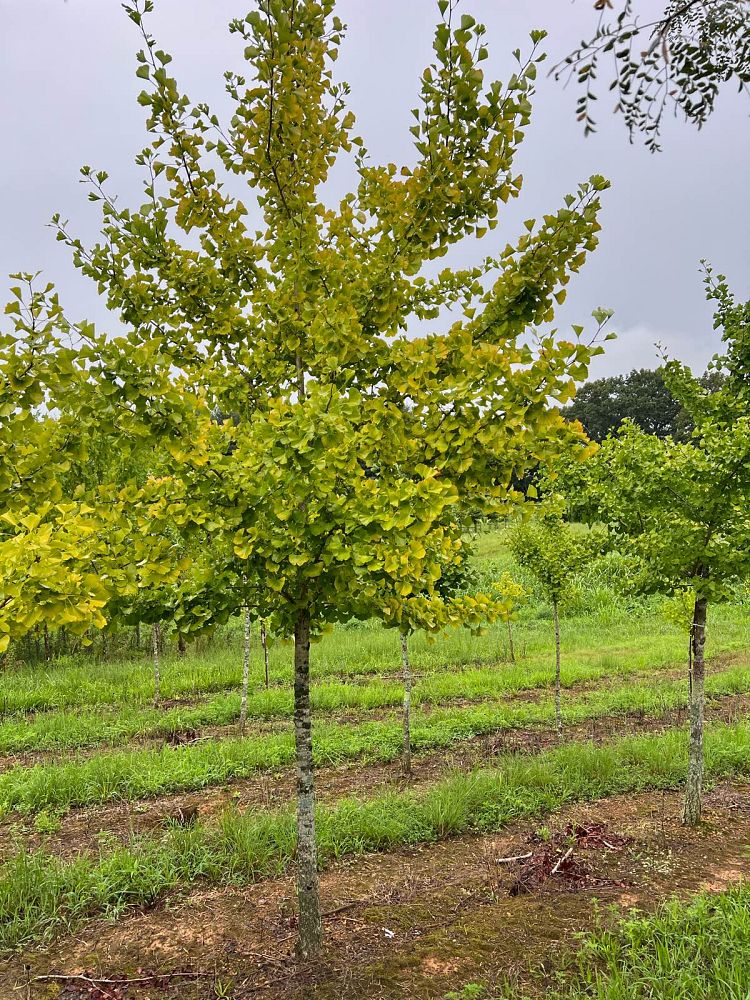ginkgo-biloba-maidenhair-tree-ginkgo-tree