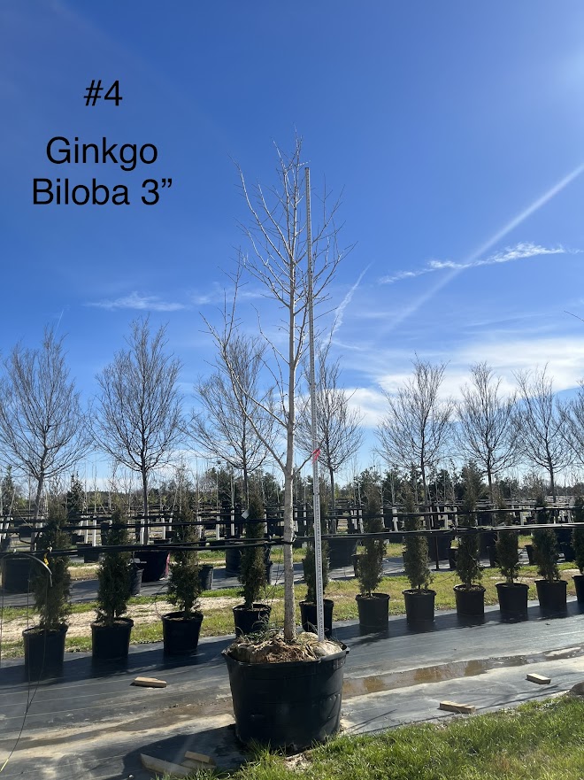 ginkgo-biloba-maidenhair-tree-ginkgo-tree