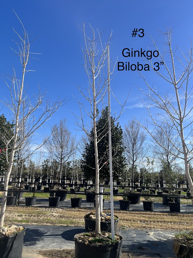 ginkgo-biloba-maidenhair-tree-ginkgo-tree