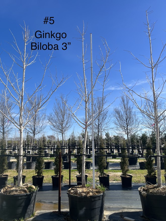 ginkgo-biloba-maidenhair-tree-ginkgo-tree