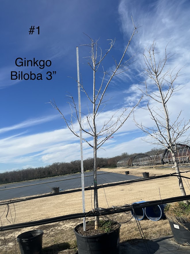 ginkgo-biloba-maidenhair-tree-ginkgo-tree