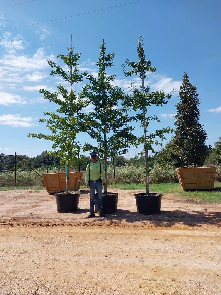 ginkgo-biloba-maidenhair-tree-ginkgo-tree
