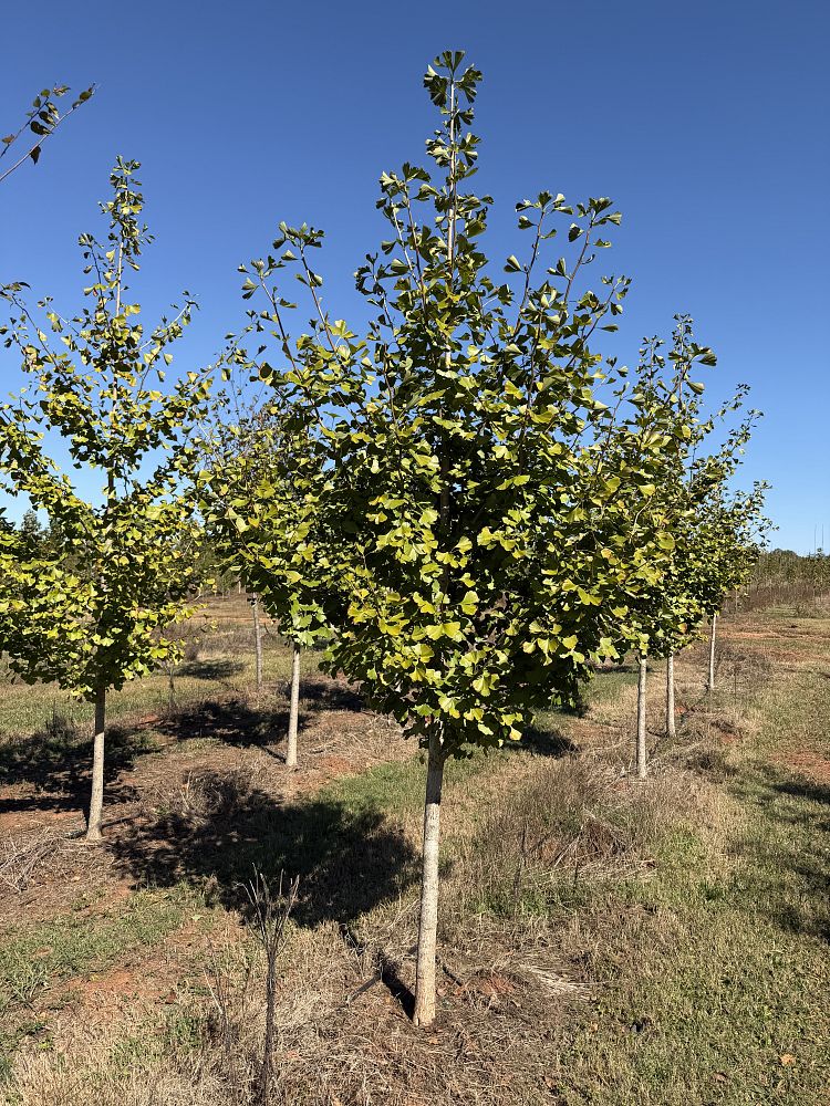 ginkgo-biloba-maidenhair-tree-ginkgo-tree