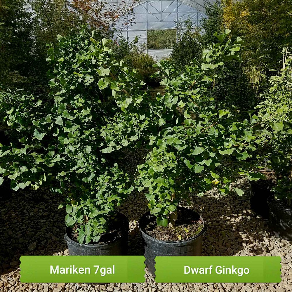 ginkgo-biloba-mariken-maidenhair-tree-ginkgo-tree