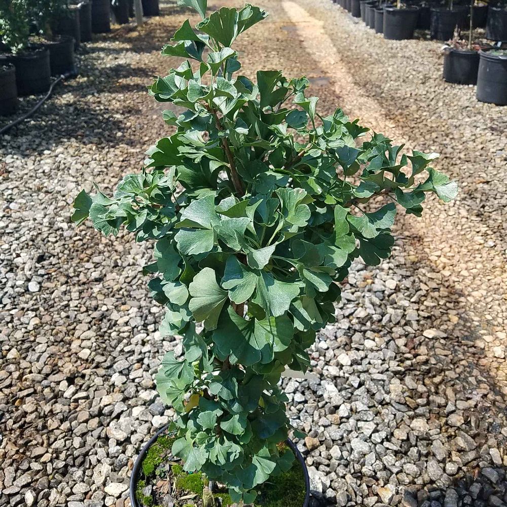 ginkgo-biloba-mariken-maidenhair-tree-ginkgo-tree