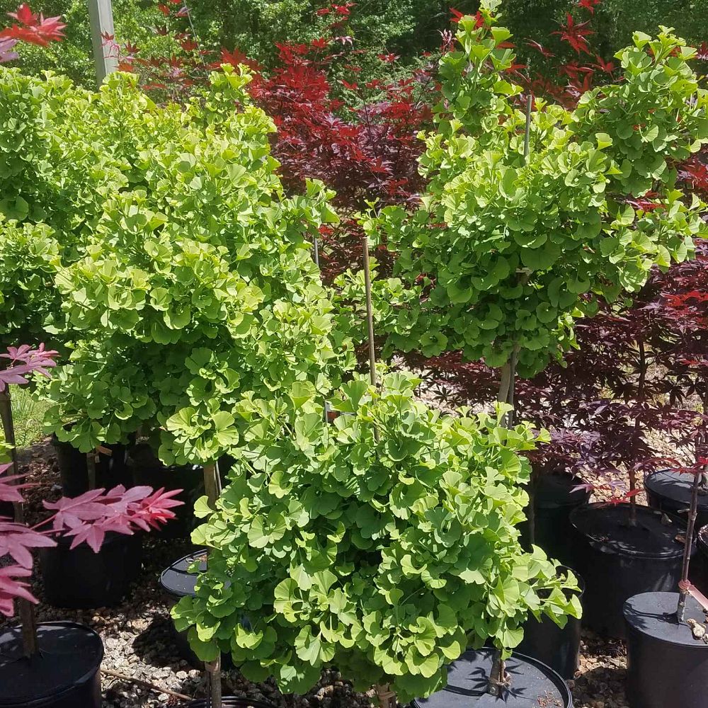 ginkgo-biloba-mariken-maidenhair-tree-ginkgo-tree