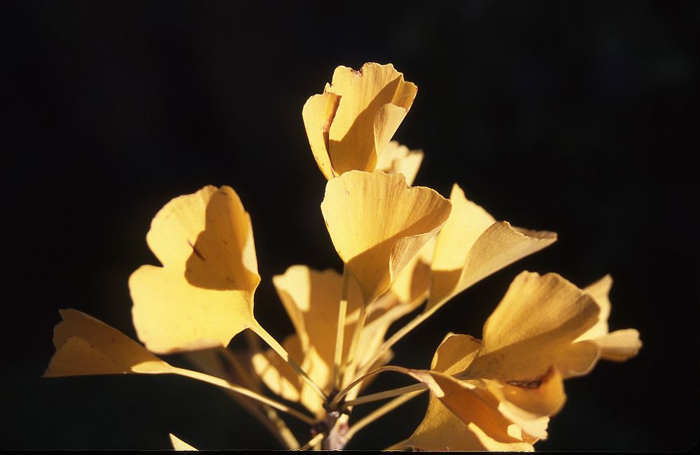 ginkgo-biloba-presidential-gold-maidenhair-tree