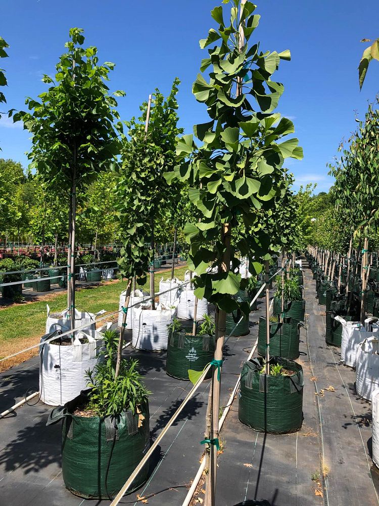 ginkgo-biloba-princeton-sentry-maidenhair-tree-ginkgo-tree