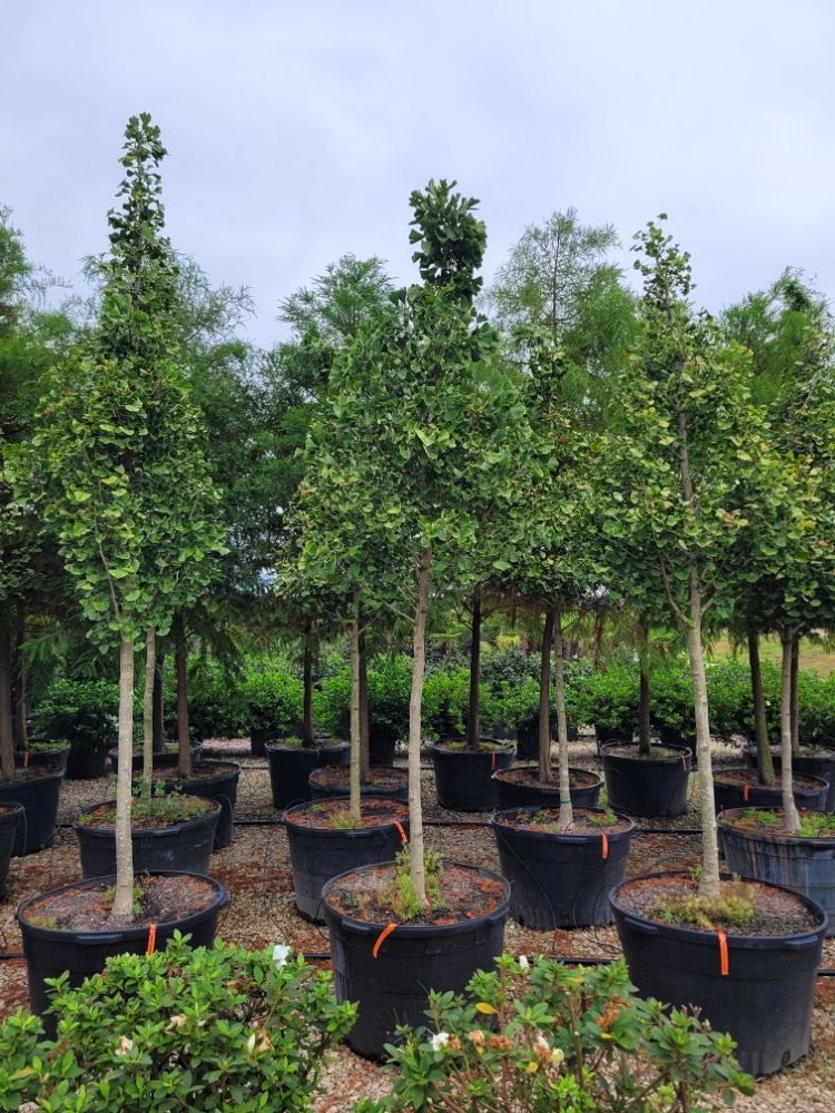 ginkgo-biloba-princeton-sentry-maidenhair-tree-ginkgo-tree