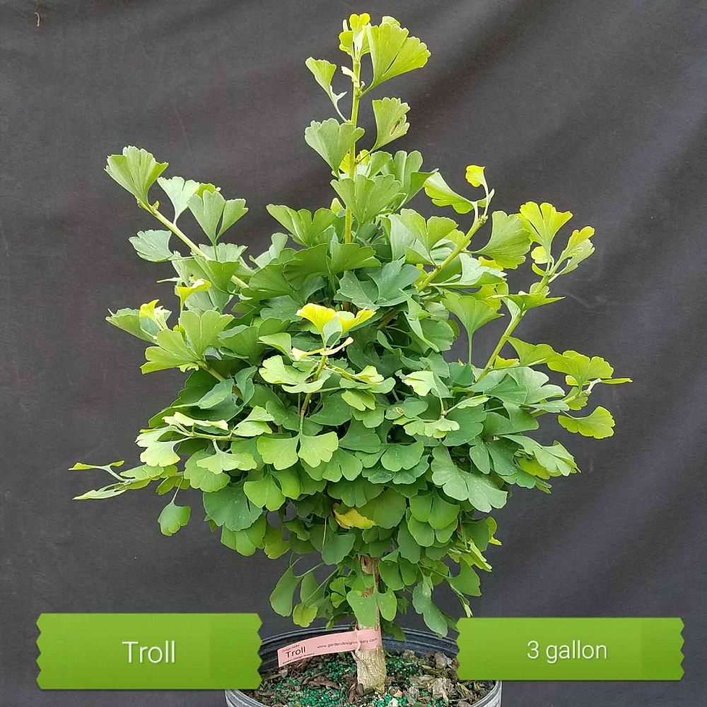 ginkgo-biloba-troll-maidenhair-tree-dwarf-ginkgo-tree