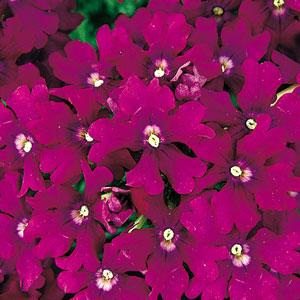 glandularia-canadensis-homestead-purple-homestead-verbena-purple-verbena-rose-verbena