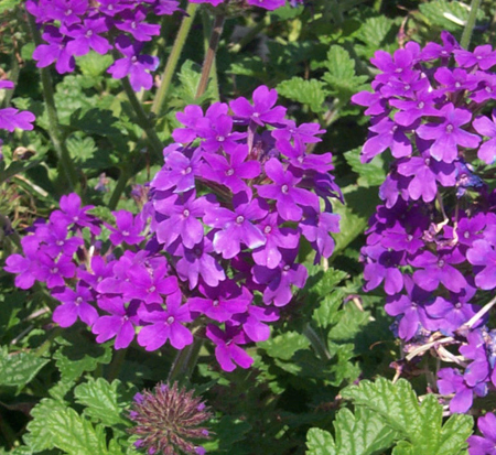 glandularia-canadensis-homestead-purple-homestead-verbena-purple-verbena-rose-verbena