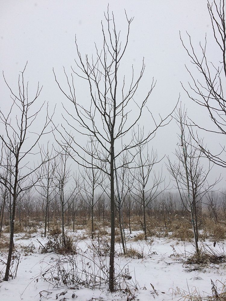 gleditsia-triacanthos-draves-honeylocust-street-keeper