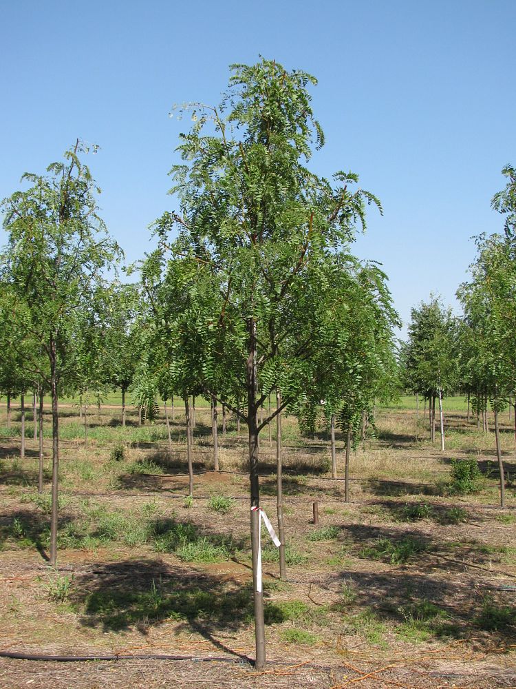 gleditsia-triacanthos-inermis-shademaster-honeylocust