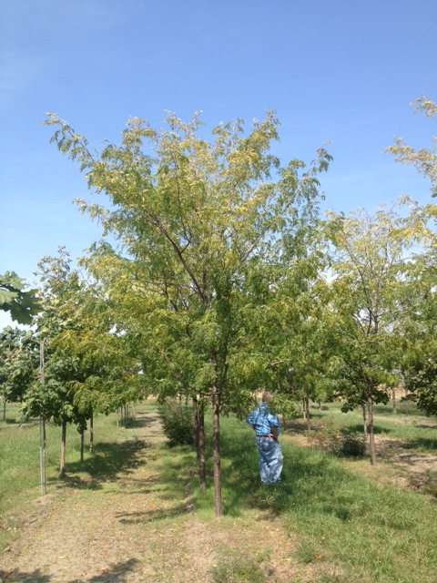 gleditsia-triacanthos-inermis-shademaster-honeylocust